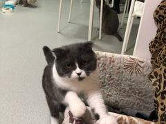 -我爱猫咪·猫咖·狗咖·安哥拉兔·羊驼咖(小寨华旗店)