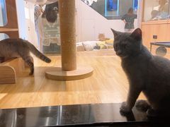 -啵啵喵·猫咖(攀华国际店)
