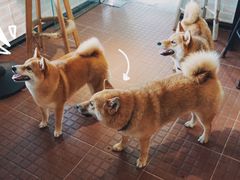 -柴犬高等学院·狗咖·柴犬售卖·宠物训练