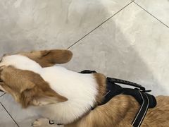 -柴犬小屋·柴餐厅·狗咖食堂(金鼎广场店)