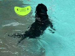 -帕帕拉兹宠物(亚洲旗舰店)