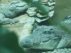 -上海野生动物园
