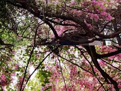 -深圳国际园林花卉博览园