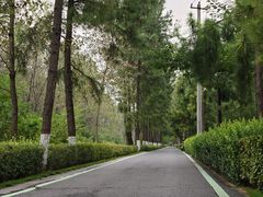 -合肥滨湖国家森林公园