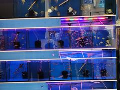 -清平路水族市场