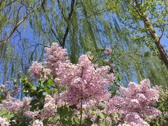 -大兴滨河森林公园