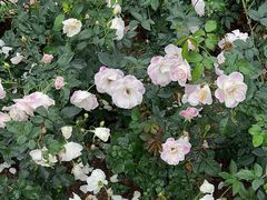 -人民公园(罗湖区)