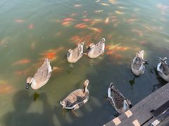 -沈阳鸟岛