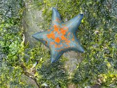 -大堂吧·下午茶·特调鸡尾酒(大连一方城堡豪华精选酒店)