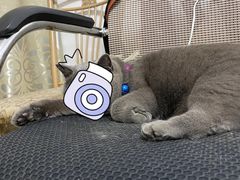 -宠福鑫康馨动物医院·骨科·眼科