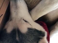 -Husky Go! 哈士奇体验馆·宠物咖啡厅狗咖