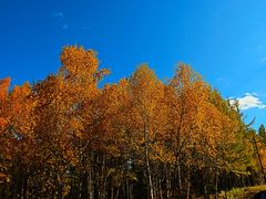 -塞罕坝国家级自然保护区