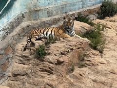 -西霞口神雕山野生动物世界