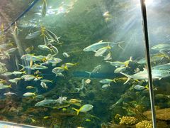 -上海海洋水族馆