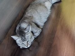 -猫岛主趣味餐厅(鼓浪屿店)