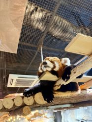 -Zoolung Zoolung动物主题公园(海信广场店)