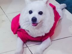 -达爱动物医院·犬猫分区·CT·复杂眼科(远洋山水分院)