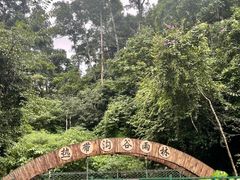 -西双版纳原始森林公园