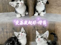 -小猫来了·猫舍(红山六九七九店)