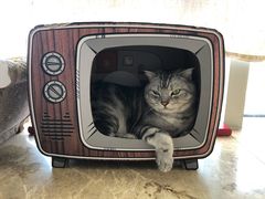 -Catmate·猫肥家润(金润铂宫店)