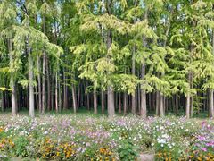 -上海共青森林公园