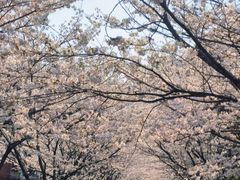 -高东镇樱花园