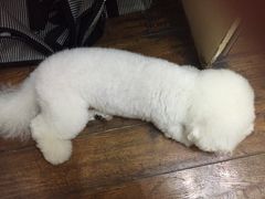 -甄爱宠物医院(疏影路店)