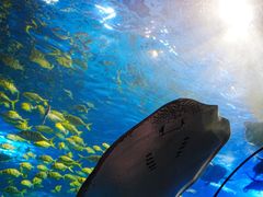 -太平洋海底世界