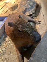 -Zoolung Zoolung动物主题公园(海信广场店)