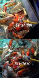 -未来动物城主题公园(正弘城店)