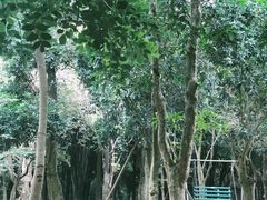 -南宁良凤江国家森林公园