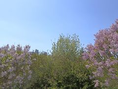 -群力丁香公园