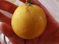 -西山樟坞健康果园枇杷杨梅采摘