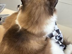 -怪兽屋·羊驼·猫咖·狗咖(俊华广场店)