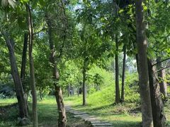 -南宁良凤江国家森林公园