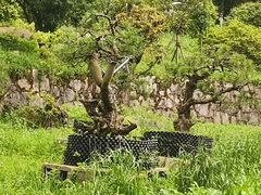 -贵州省植物园
