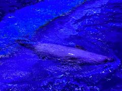 -上海海昌海洋公园