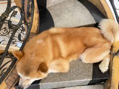-喜柴咖啡·柴犬狗咖