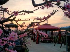 -樂桃源奉贤黄桃种植采摘基地