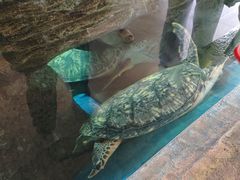 -广东惠东海龟国家级自然保护区