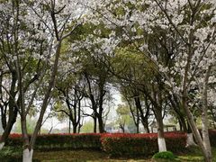 -高东镇樱花园