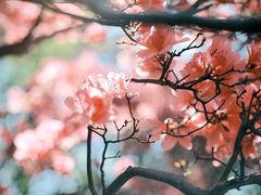 -木兰云雾山