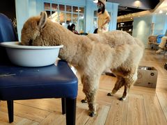 -遇见羊驼·奶狗咖·布偶猫咖·法斗柯基柴犬阿拉斯加(春熙路太古里IFS店)