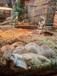 -Zoolung Zoolung动物主题公园(海信广场店)