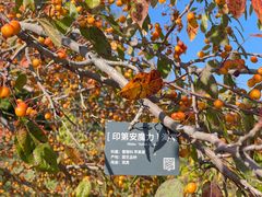 -国家植物园