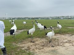 -盐城丹顶鹤湿地生态旅游区