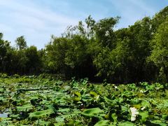 -洪湖生态旅游区
