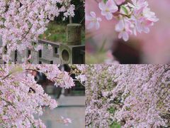 -四川大学(望江校区)