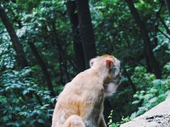 -黔灵山公园