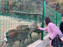 -千年银杏谷文化旅游区